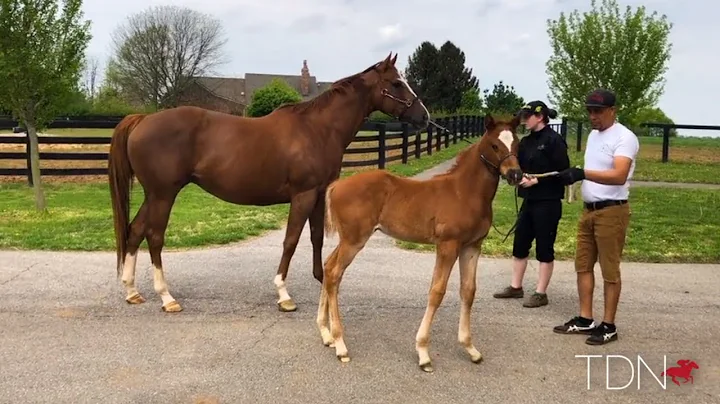 Take Charge Brandi and Her Tapit Foal