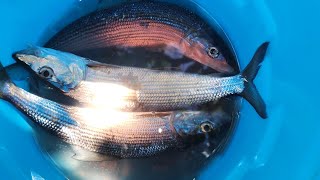 How to make Lomilomi Oio Lomi poke fish