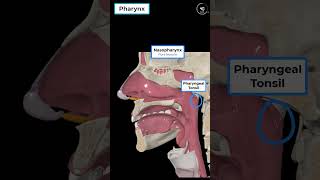 Pharynx in 1 min