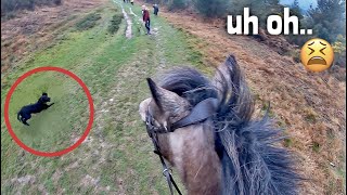 chased by a puppy😭 | GO PRO | equinemollie