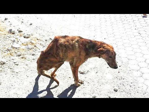 Video: Vai glābšanas suņi uzlabo mājdzīvniekus?