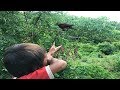 Amazing Slingshot Traditional-Boy Shot Many Birds In His Village