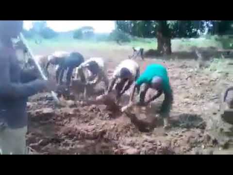 Download This is how Gbagyi people in primitive days engage in unity farming