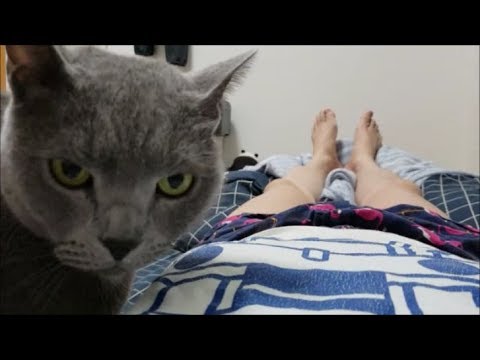 飼い主の元へ全員が集まってくる様子　～メスの尻を揉もう～ - YouTube