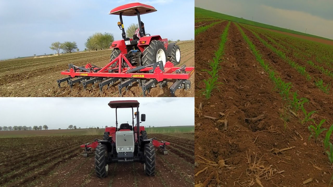 Mısırın ilk çapası yağmura yakalandık Başak 2075 bk