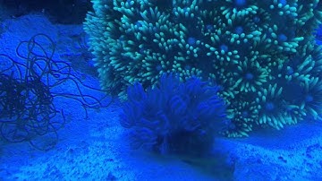 Pulsing Xenia frag