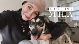 We Adopted A Dog!  | Authentic by Frani