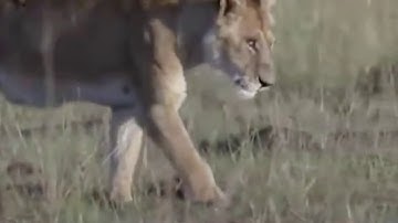 Toàn cảnh Sư tử bị ngựa vằn đá vỡ mõm