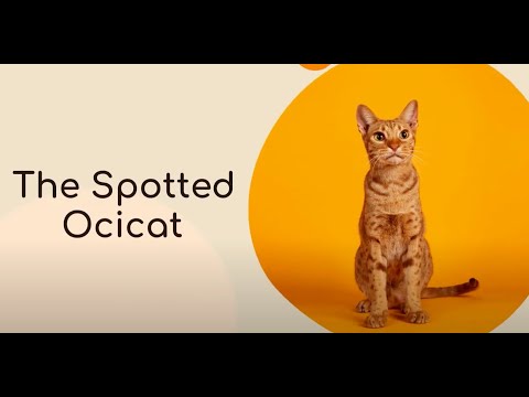 Video: Ocicat