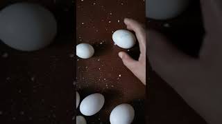 كيف نفرق بين بيض البط وبيض الدجاج.