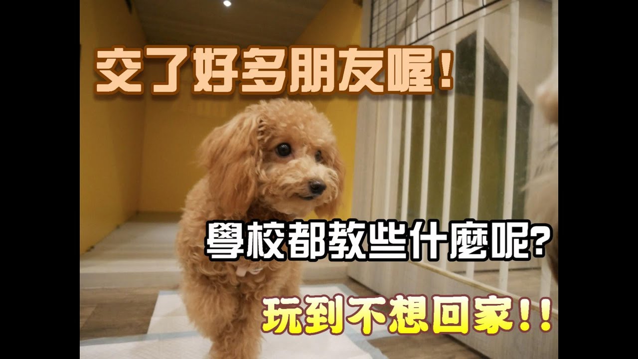 玩具茶杯貴賓小惡魔帕露 2k 帕露去上學去 ティーカッププードルパール 保育園にいきます Youtube