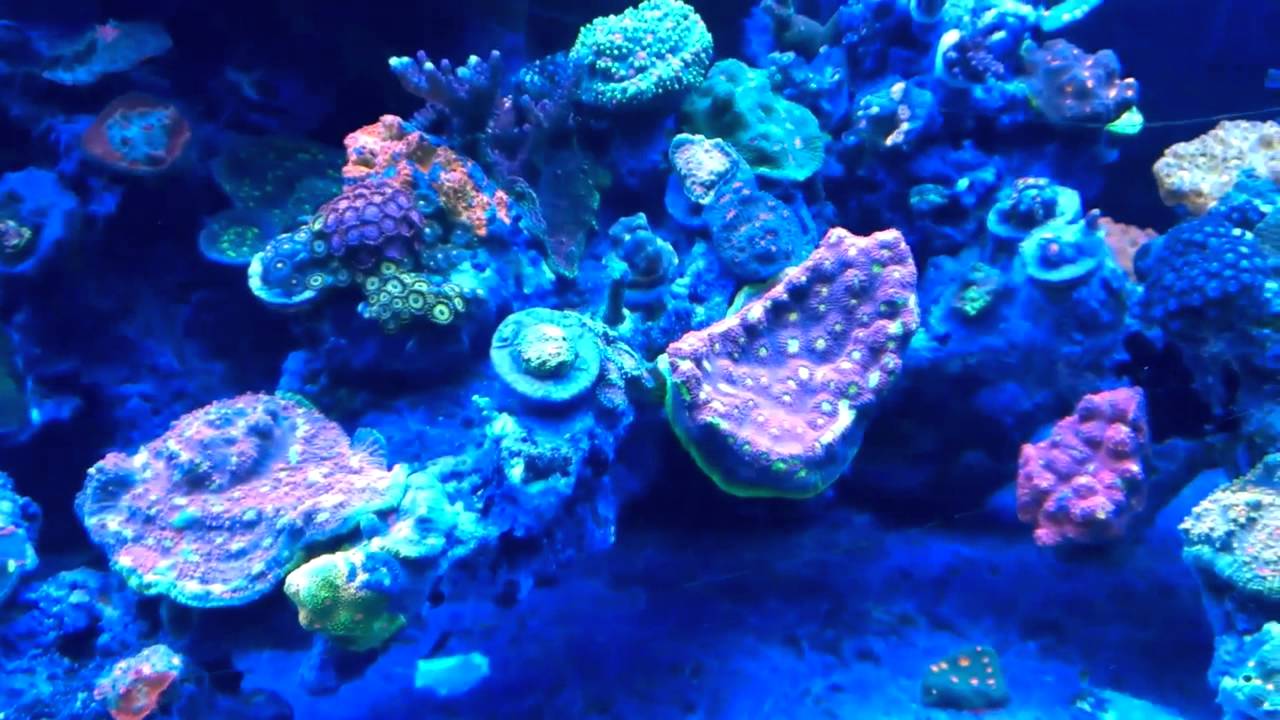 World Wide Corals WWC - YouTube