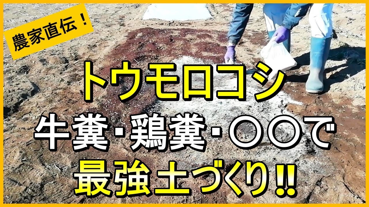 【とうもろこし栽培】土作りは超重要！大きな実を収穫するためにやるべきこと【有機農家直伝！無農薬で育てる家庭菜園】　25/2/22