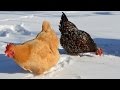 Chickens in the Snow in March in Texas