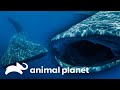 Tiburones ballena visitan la costa mexicana | Misterios de Nuestro Planeta | Animal Planet