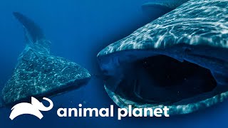 Tiburones ballena visitan la costa mexicana | Misterios de Nuestro Planeta | Animal Planet
