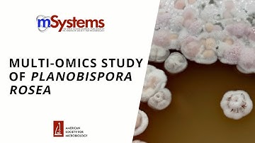 Multi-omics Study of Planobispora rosea