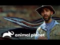 Equipe encontra um lagarto sem pernas | Encontro Selvagem com Coyote Peterson | Animal Planet Brasil