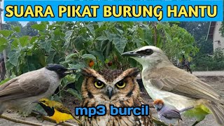 SUARA PIKAT BURCIL RIBUT BURUNG HANTU 