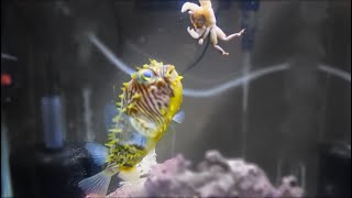 Spiny Box Pufferfish VS Crab | Catch and Feed