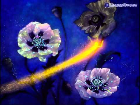 The Nutcracker <strong>Suite</strong> Op - 71A Dance Of The Sugar Plum Fairy  {디즈니 &amp;#<strong>39</strong>;판타지아&amp;#<strong>39</strong>;(Fantasia)  테마곡}