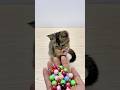 Cat MIU 🙆‍♂️ Beads reverse Video, ASMR #asmr #satisfying #reverse