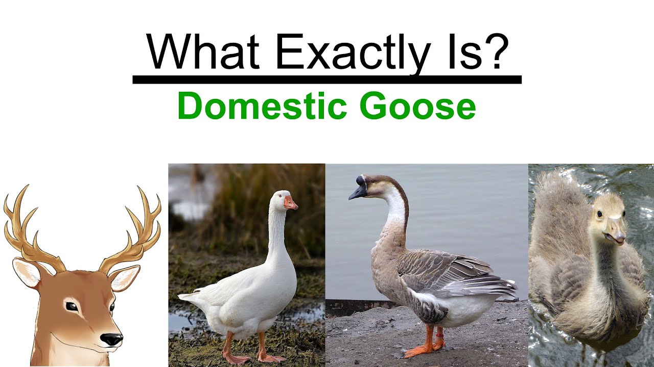 What Exactly is: Domestic Goose | How We Use Them As Guard Dog