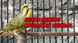 Masteran Burung Mozambik Nembak