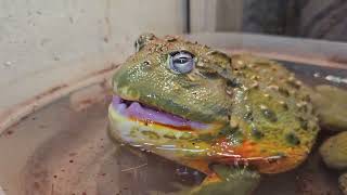 Bullfrog Swallows A Hamster - Warning Live Feeding