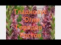 Гладиолус обыкновенный Ростов (gladiolus rostov) 🌿 обзор: как сажать, луковицы гладиолуса Ростов