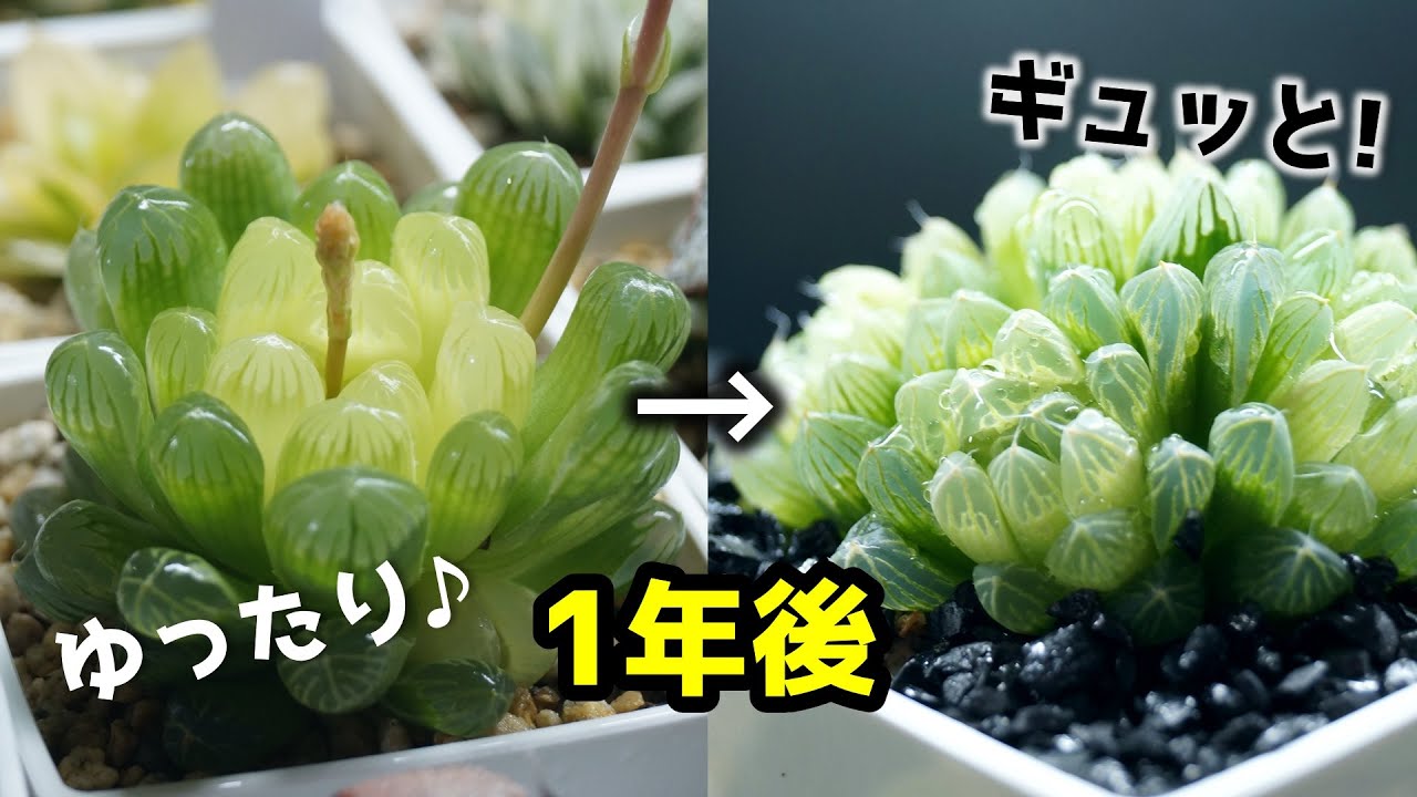 徒長を仕立て直す！ハオルチア栽培の裏技がこちら♪【多肉植物】