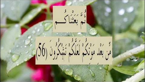 القران الكريم سورة البقرة الاية 56