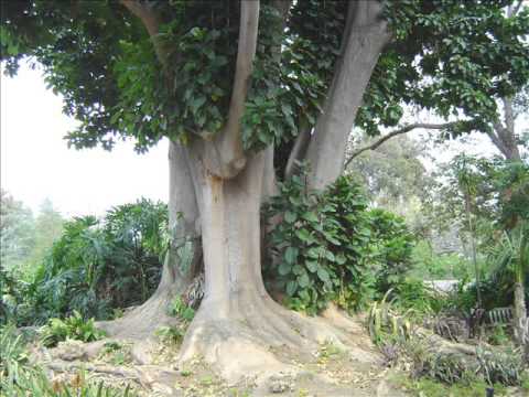 Video: >> Cinamono Medis - Naudingos Cinamono Medžio, Cinamono Medžio Gėlių Savybės Ir Panaudojimas