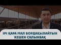 Ірі қара мал бордақылайтын кешен салынбақ