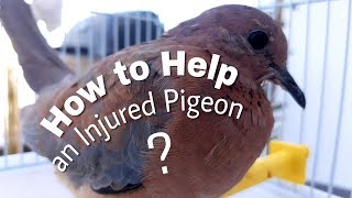 Taking Care of an Injured Pigeon
