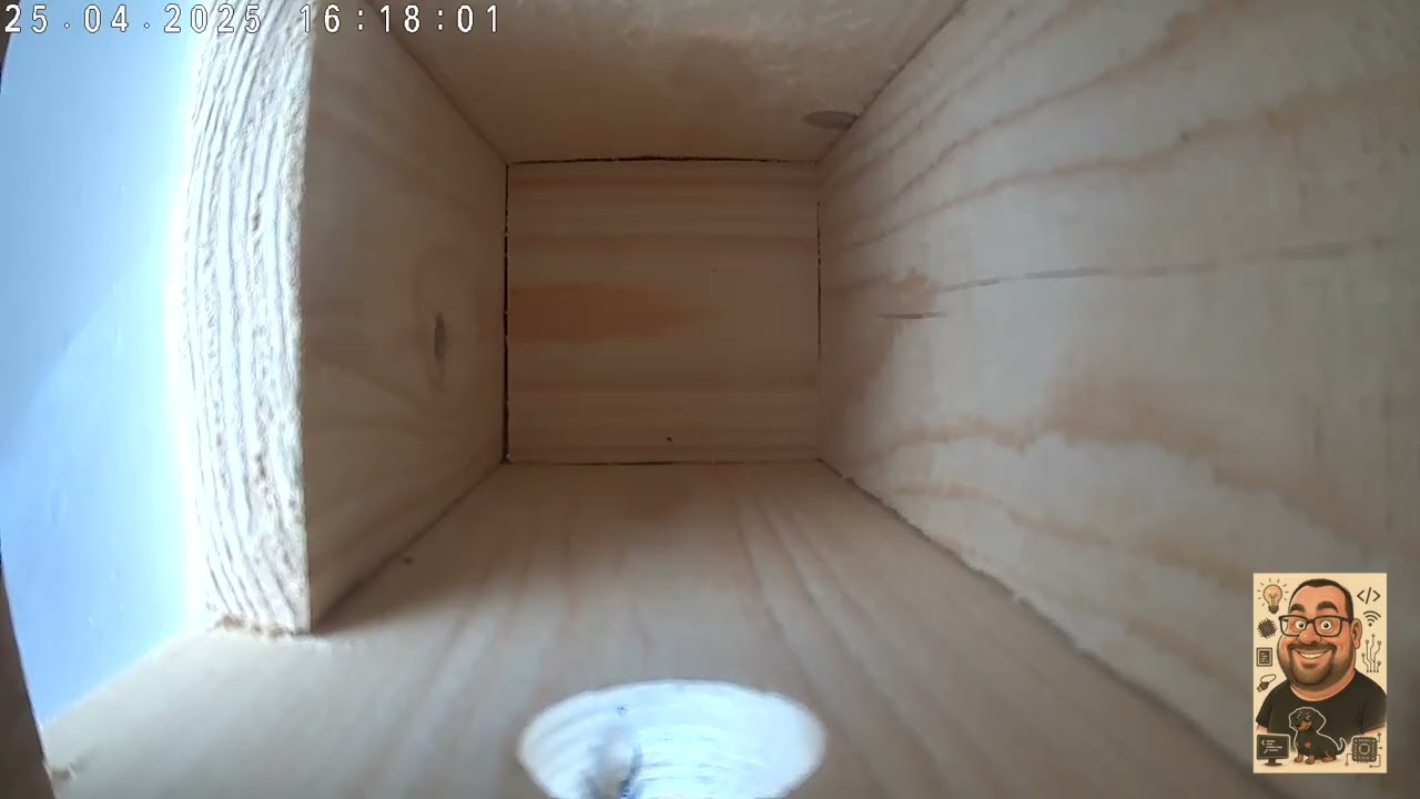 Kirjosieppo katsastaa yksiön potentiaalia 25.4.2025