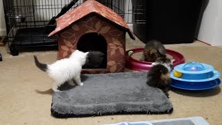 Playtime with the kittens!