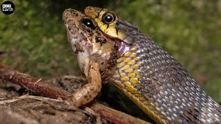 The King Cobra Hunting Animals Moments - Animal Fighting Atp Earth