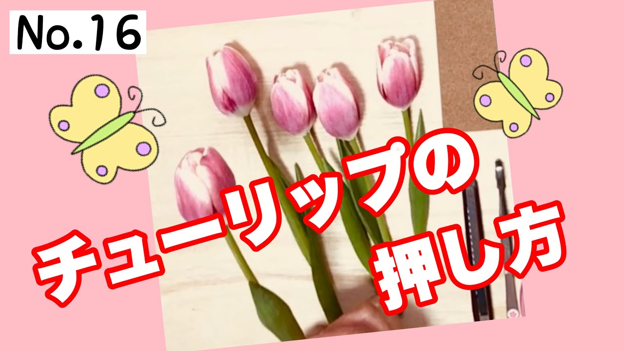 押し花 チューリップの押し方 Youtube 押し花 チューリップの押し方 Youtube