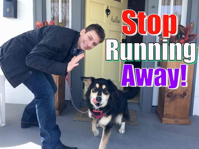 Why Do Dogs Run Away When You Open the Door? Uncover the Mystery!