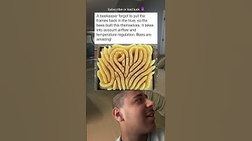 A beekeeper forgot to put the frames back in the hive