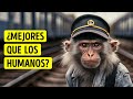 Este babuino manejaba un ferrocarril y nunca cometió ningún error