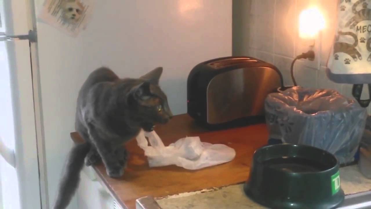 Un Chat Surpris Par Un Grille Pain Youtube
