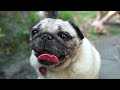 Sony A99 pug test shot