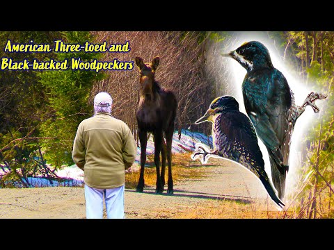Video: American three-toed woodpecker: description, habitat