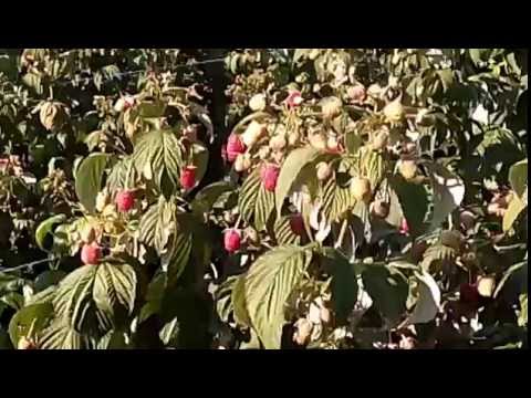 Video: Maline za zonu 3 - šta su dobri grmovi maline za hladnu klimu