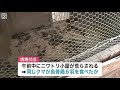 盛岡市の住宅付近でクマ目撃 ニワトリ小屋が襲われた形跡も 岩手県(動物愛誤)(農業損害)(經濟損害)(製造車禍.傷人.人身被害)(Animal Attacks)(アニマルホーダー)(狂犬病)