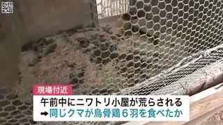 盛岡市の住宅付近でクマ目撃 ニワトリ小屋が襲われた形跡も 岩手県(動物愛誤)(農業損害)(經濟損害)(製造車禍.傷人.人身被害)(Animal Attacks)(アニマルホーダー)(狂犬病)