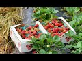 How i grow sweetjuicy strawberries 