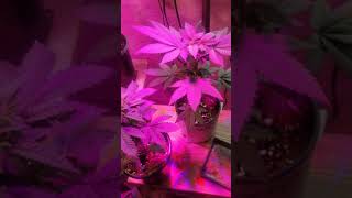 (AGE  21+) J3 Cannabis strain video #6